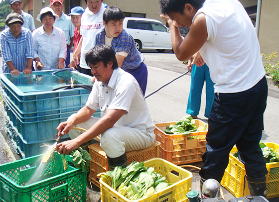 収穫した野菜の洗浄